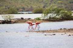 76-Flamingos in Sint Maria
